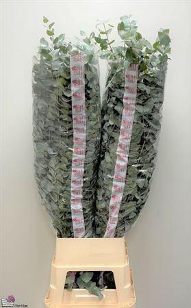 Eucalyptus per bos cinerea