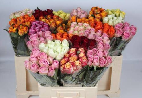 Rosa grootbloemig gemengd in fust