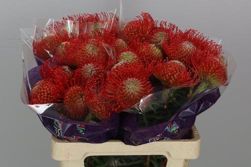Leucospermum cordifolium 'Succession'