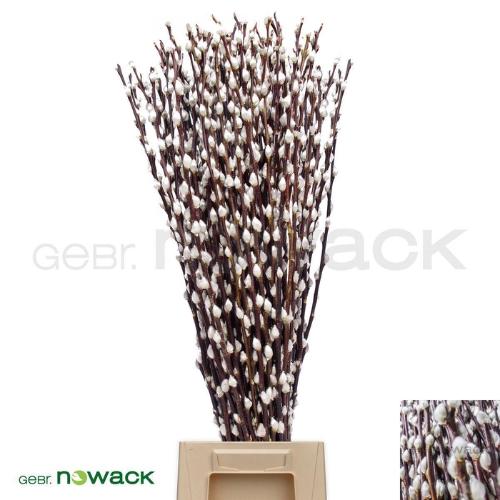 Salix Wilgenkatjes
