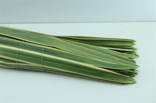 Phormium tenax 'Variegatum'