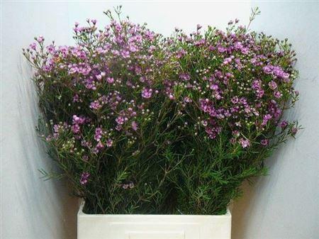 Chamelaucium uncinatum 'Jupiter'