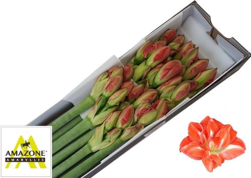 Hippeastrum Double Galaxy Grp Sunny Nymph