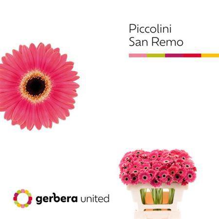 Gerbera mini 'Sanremo'