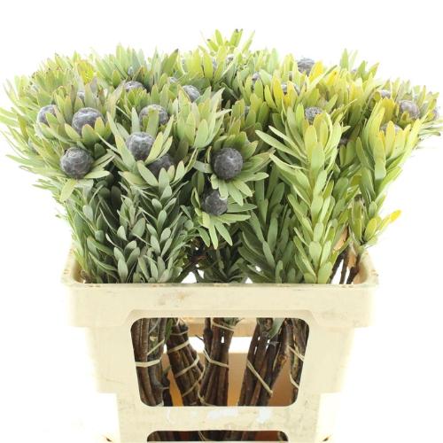 Leucadendron pubescens