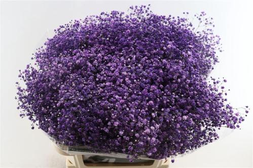 Gypsophila overig kleurbehandeld H%