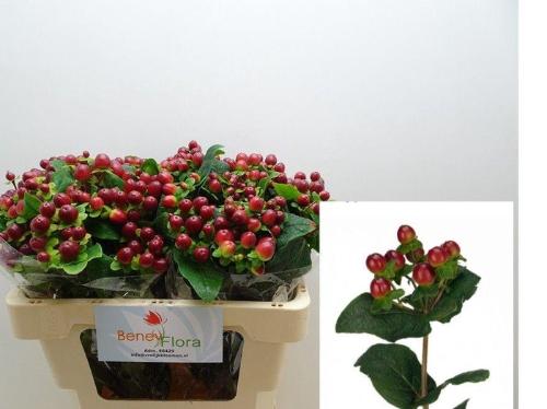Hypericum x inodorum Magical Seasons