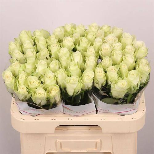 Rosa grootbloemig Athena