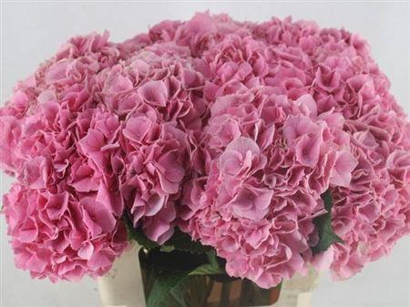 Hydrangea macrophylla Cassanova