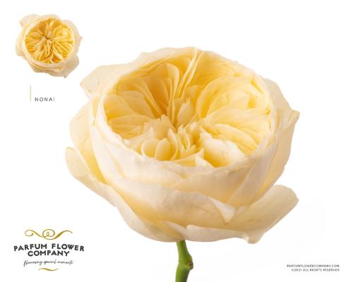 Rosa grootbloemig Nona!