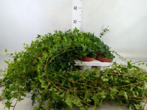 Hedera helix 'Shamrock'