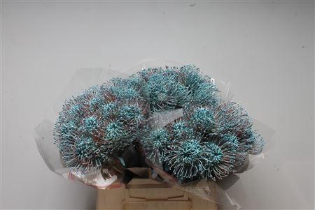 Leucospermum 'Naomi' kleurbehandeld H%
