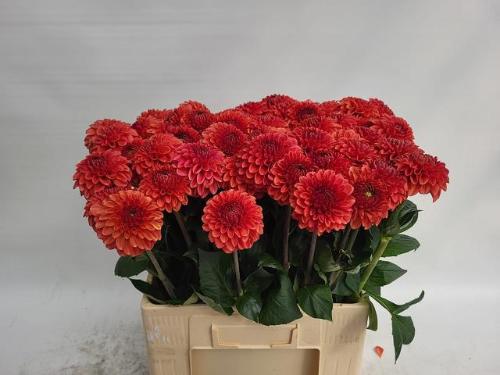 Dahlia Ball Grp 'Orange Fox'