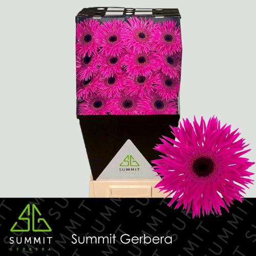 Gerbera grootbloemig spinvormig Spider Nola
