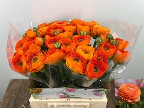 Ranunculus asiaticus Success Lambada