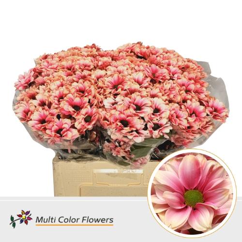 Chrysanthemum Indicum Grp tros kas kleurbehandeld H%