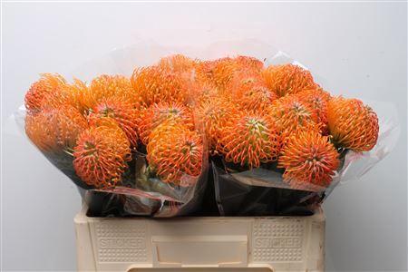 Leucospermum lineare Ayoba Peach
