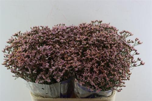 Limonium sinensis Pink Activa