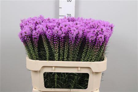 Liatris spicata 'Callilepis'