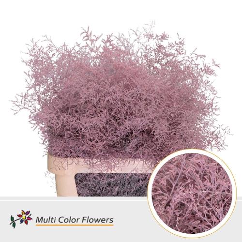 Limonium overig kleurbehandeld H%