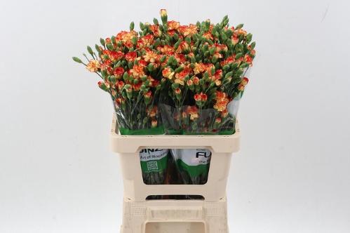 Dianthus tros 'Carimbo'