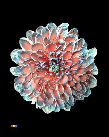 Chrysanthemum Indicum Grp tros kas kleurbehandeld H%