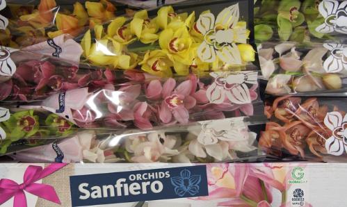 Cymbidium grootbloemig per tak gemengd