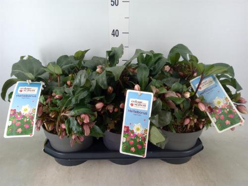 Helleborus 'Angel Glow'