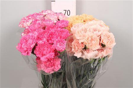 Dianthus standaard gemengd