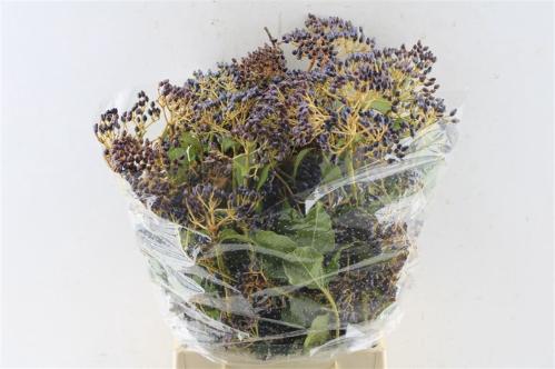 Viburnum per bos overig met bes