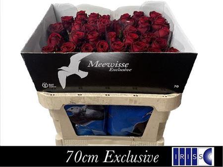 Rosa grootbloemig Red Naomi!