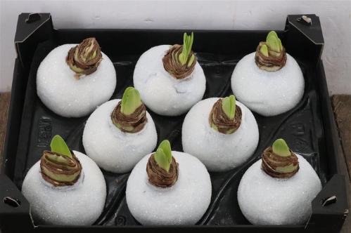 Hippeastrum bol gewaxt H%