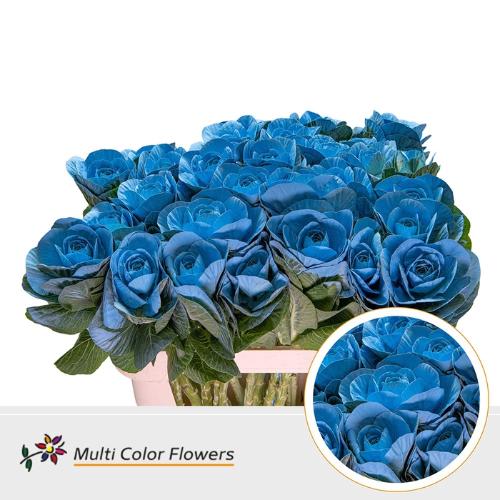 Brassica oleracea kleurbehandeld H%