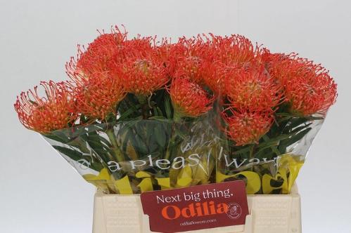 Leucospermum cordifolium 'Succession'