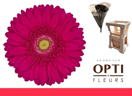 Gerbera grootbloemig 'Riley'