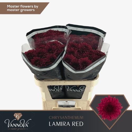 Chrysanthemum (Indicum Grp) geplozen Lamira Red