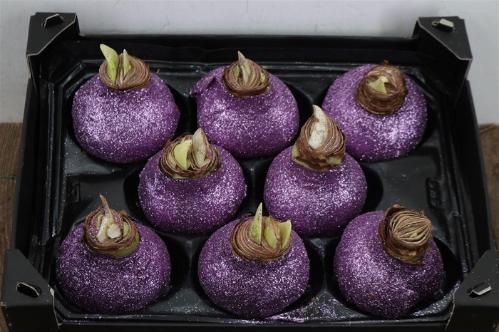 Hippeastrum bol gewaxt H%