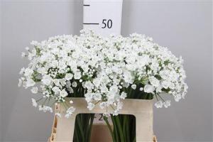 Allium neapolitanum 'Flocon'