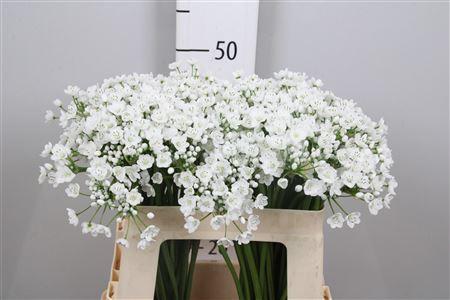 Allium neapolitanum 'Flocon'