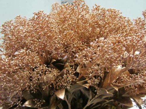 Skimmia per bos overig kleurbehandeld H%