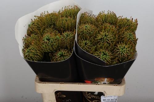Leucospermum overig