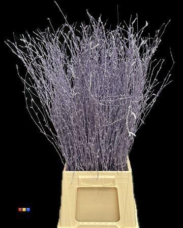 Betula per bos kleurbehandeld