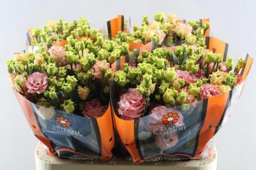 Eustoma russellianum gevuldbloemig russellianum 'Sabrina Orange'