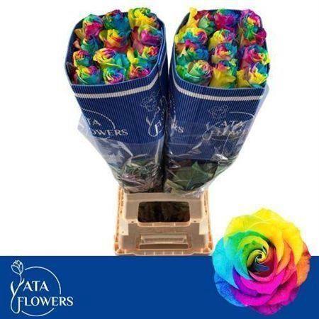 Rosa grootbloemig kleurbehandeld H%