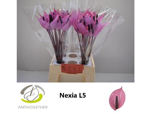 Anthurium Andreanum Grp Nexia