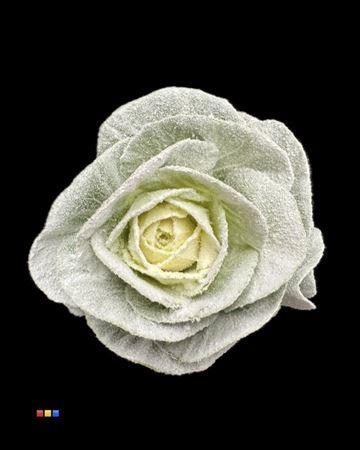 Brassica oleracea kleurbehandeld H%