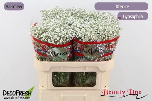 Gypsophila paniculata Xlence