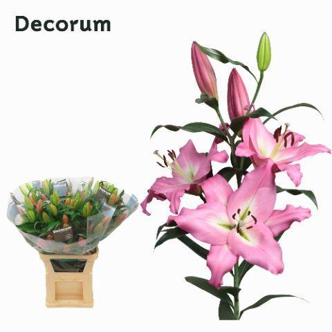 Lilium (OT-hybrids Grp) 'Albareto'