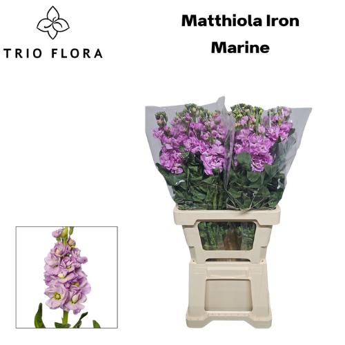 Matthiola incana 'Iron Marine'