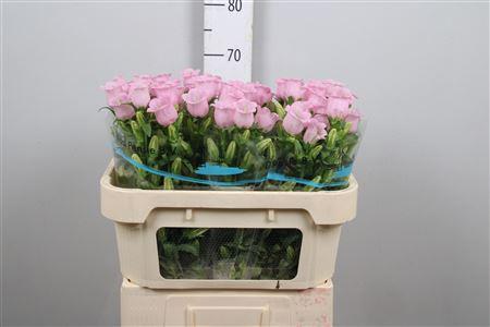 Campanula medium 'Campana Pearl Pink'